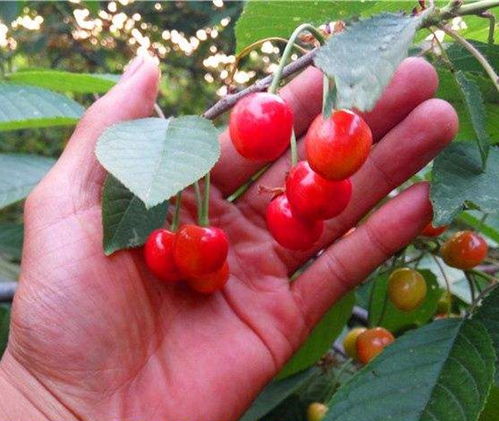 樱桃种子生根粉水泡时间揭秘