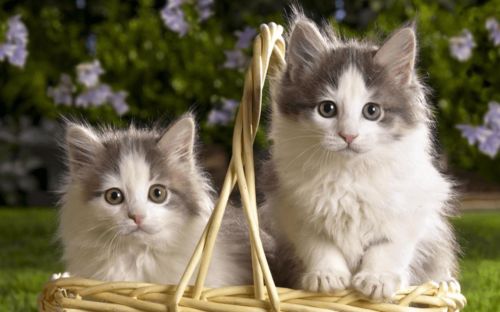 猫咪能喝菊花茶吗？它对猫咪健康有影响吗