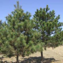 油松种子还可依用于制作食用油