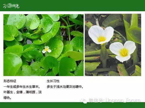 养殖必备：50种常见水生植物养护指南