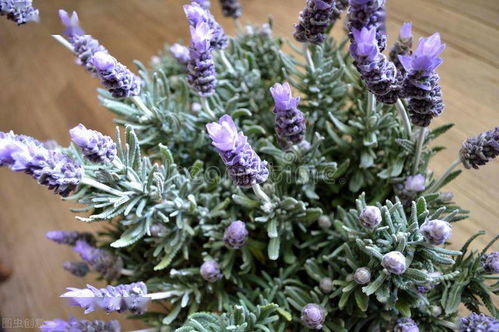 夏日花草， 多种多样