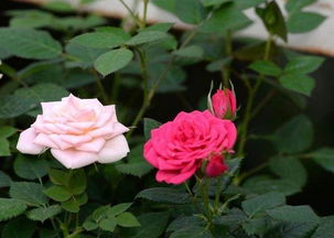 月季养护入门：浇水与施肥的奥秘