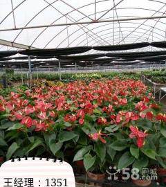 长流花卉基地的惊喜