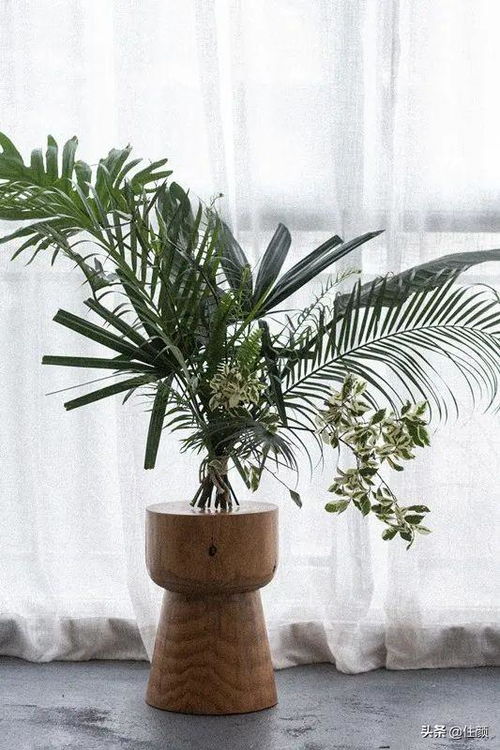 松树养护小秘诀，干松树枝用途多