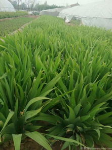 种植密度的影响因素