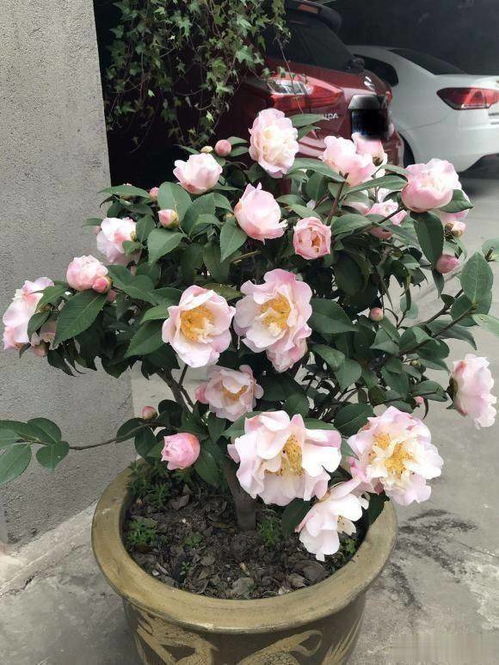 冬季养护：室内温度是关键