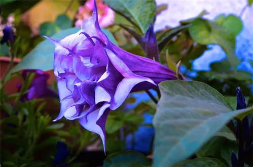 关键数据， 那曲地区绿绒蒿种植喜人