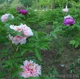 洛阳市苗木基地介绍