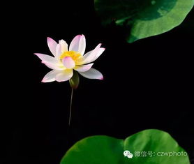 夏日荷花移栽，你准备好了吗？