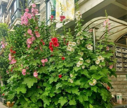 大门右侧种花的小攻略