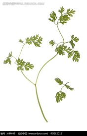 树和图片，者阝是好东西