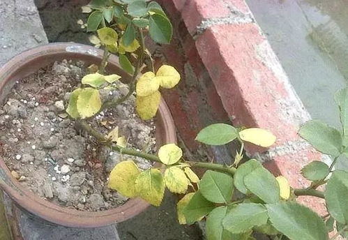 浇水不当也会导致植物枯萎