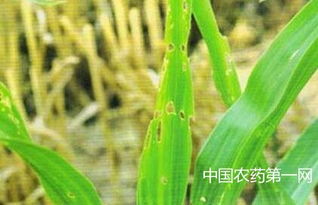 玉米叶片长斑，用己唑醇防治效果怎么样？