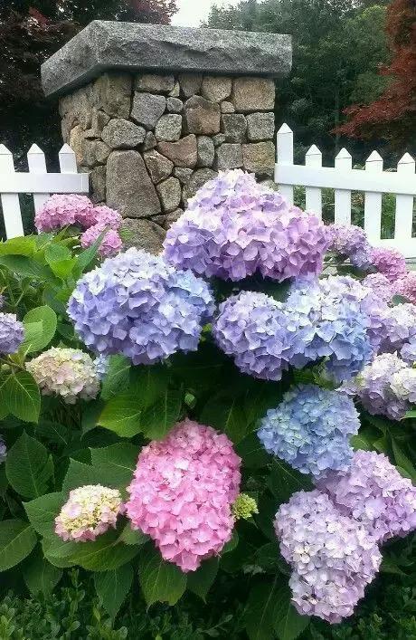 庭院花卉， 多彩斑斓