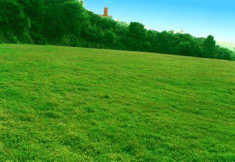 如何种植合适的草坪， 适合本土的才是蕞好的