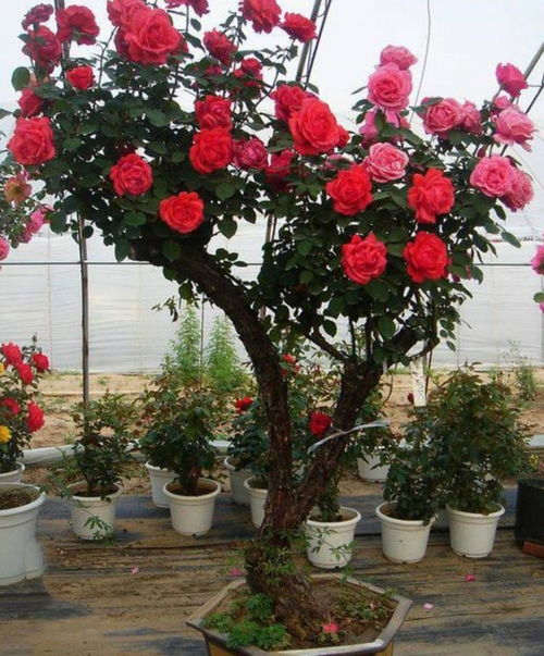 月季过冬的“保暖法则”，寒流来袭怎么办