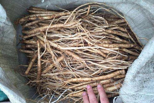 数据说话：如何解决党参晚出苗的问题