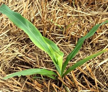 出苗管理铁律：细节决定成败