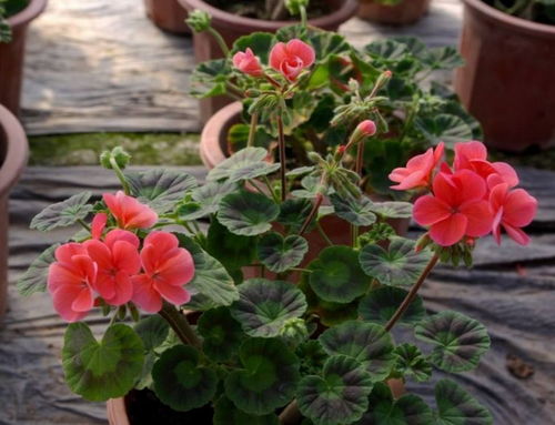 关键发现：山桃枝条皮层含抗冻蛋白