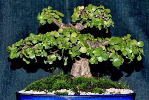 罗汉松种子种植，从选种到成树
