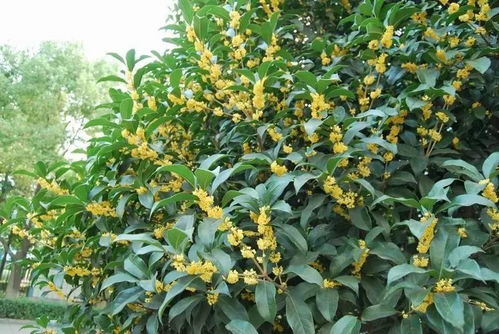 桂花幼苗过冬， 保暖是关键