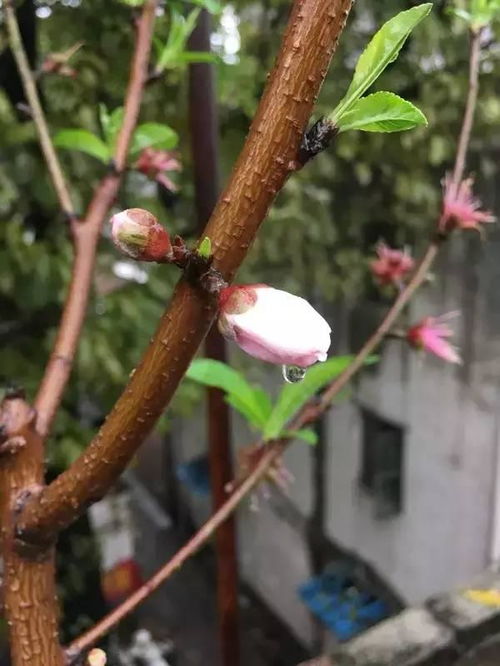 山茶花根系喜排水，为何浇水过多反伤根