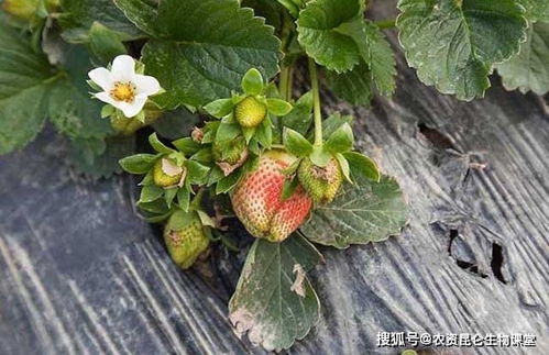 草莓开花后如何科学施肥