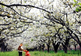 梨花树的生长之谜