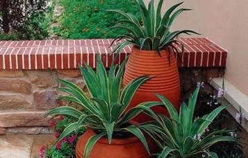 仙人掌：小小的它， 坚强的生命