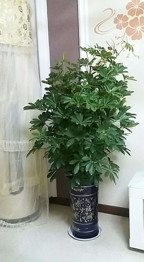 鸭掌木养护指南：简易方法与浇水技巧，轻松打造绿色家居！
