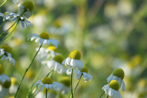 养鸡必备：推荐几种适合鸡食用的花草
