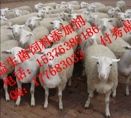 反刍饲料培训开幕，这新型饲料真的能提高牛羊产量吗？