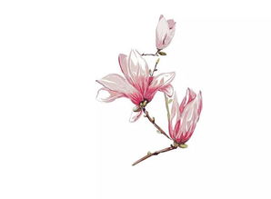 玉兰“双”寓意美好，送玉兰有何特殊含义