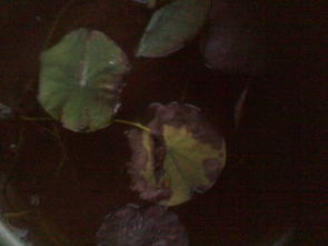 哎呀，我的睡莲叶子怎么这么黄呢？