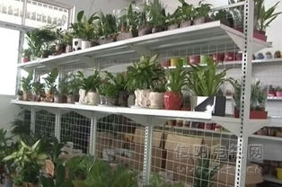 热闹的花木市场， 商机无限