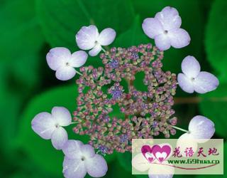 绣球花的花语与象征意义究竟蕴含着怎样的内涵