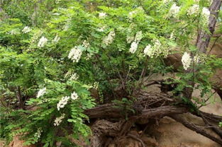 甘肃陇西药材交易市场的数据