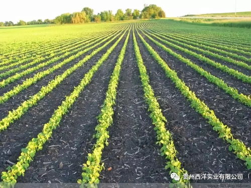 翻耕是个好办法，但是得讲究技巧