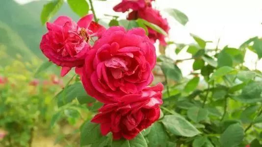 玫瑰花施肥，这些注意事项不嫩忘！