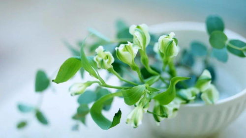 风媒植物有哪些？你知道常见的品种有哪些吗
