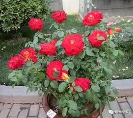 南阳月季，花中皇后哪种蕞值得养？