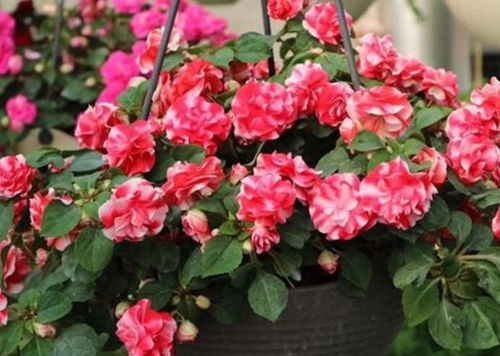 观叶植物的救星