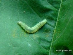 农药大战：潜叶蛾虫病的克星是哪一款？
