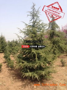 雪松选购小贴士