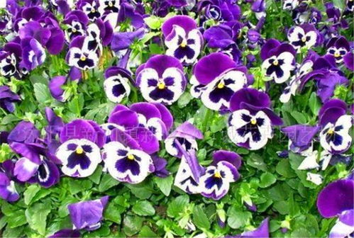 山地玫瑰的养护：简单易行