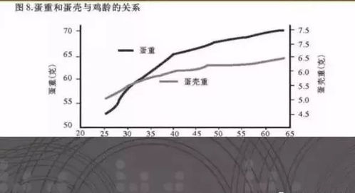 蛋鸡400天后蛋壳质量下降因骨骼钙质流失