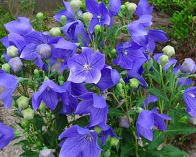 梗多耐寒花卉推荐