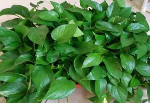 绿萝香气揭秘：如何用文字捕捉其独特魅力？