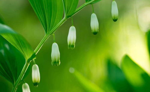 黄精种子育苗，周期优化