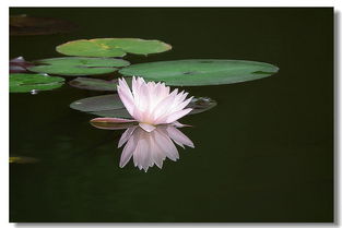 白色睡莲的多样性和养护